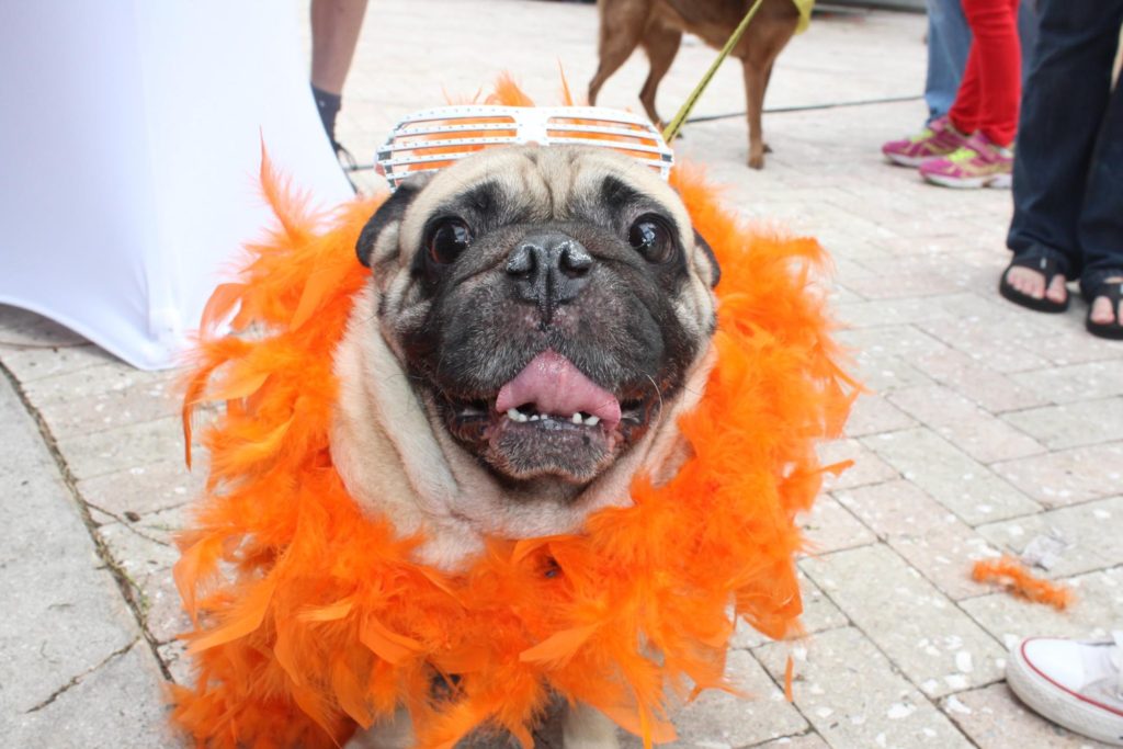 Pet Photobooth for Paws in the Park 7 happy dog